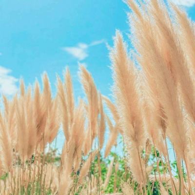 黑暗崛起汉化破解版下载